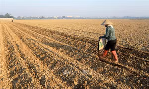 Tích tụ ruộng đất: Hồi sinh những cánh đồng hoang