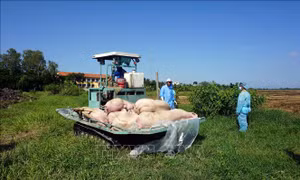 Khuyến cáo không tái đàn trong thời điểm có dịch tả lợn châu Phi