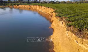 Sạt lở nghiêm trọng bờ sông Ngàn Phố (Hà Tĩnh) 