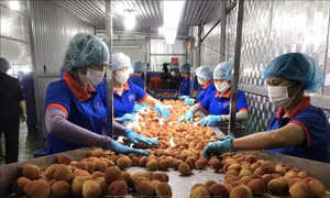 Tăng sản lượng vải thiều xuất khẩu sang Nhật Bản