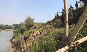 Trồng tre ven sông Lam chống sạt lở, ổn định sinh kế