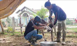 Gia Lai: Dịch lở mồm long móng có nguy cơ lây lan rộng tại huyện Mang Yang