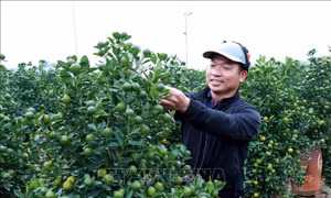 Vựa quất Ninh Bình rộn ràng 'chốt đơn' vụ Tết