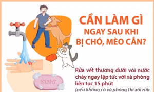 Cần làm gì ngay sau khi bị chó, mèo cắn?