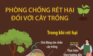 Phòng chống rét hại đối với cây trồng