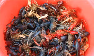 Hà Nội không phát hiện cơ sở nuôi tôm càng đỏ