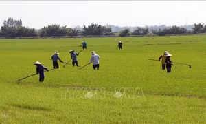 Giảm phát thải khí nhà kính trong sản xuất nông nghiệp