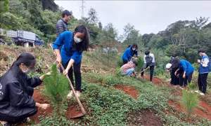 Tuổi trẻ Kon Tum ra quân trồng cây xanh tạo cảnh quan, bảo vệ môi trường sinh thái