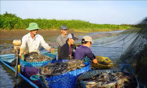 Giá tôm tăng khá giúp tăng lợi nhuận cho nông dân
