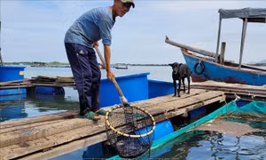 Nuôi thủy sản lồng bè theo quy hoạch, hướng tới phát triển bền vững