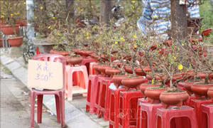 Chợ hoa xuân ở Quảng Ngãi 'ế ẩm'