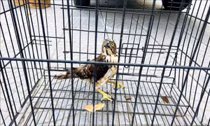 Bàn giao trăn đất và chim ưng quý hiếm cho trung tâm cứu hộ