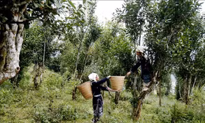 Xã vùng cao Hồng Thái nỗ lực xây dựng nông thôn mới nâng cao