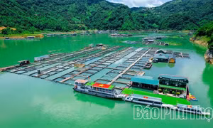 Khai thác hiệu quả tiềm năng nuôi cá lồng trên lòng hồ Hòa Bình