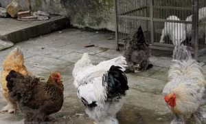 Vlogger chăn gà chín cựa