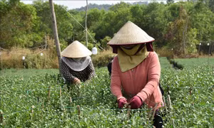 Làng nghề truyền thống tất bật vụ cuối năm