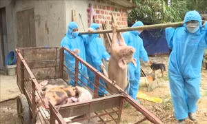 Quảng Ngãi: Lợn chết sau khi tiêm vaccine dịch tả lợn châu Phi