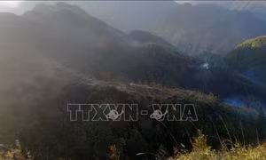 Khẩn trương xử lý dứt điểm vụ cháy rừng tại Vườn Quốc gia Hoàng Liên