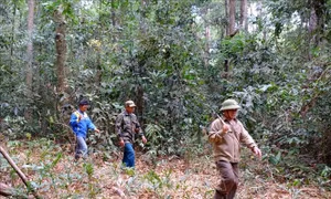 Giữ rừng tăng thêm nguồn thu