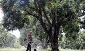 Vựa nhãn Sông Mã chủ động tìm đầu ra