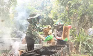 Hưng Yên vào mùa thu hoạch mật ong hoa nhãn