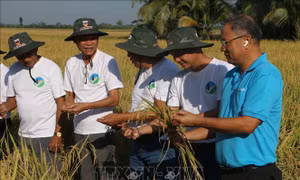Hai trụ cột để Cần Thơ đạt 170 nghìn ha lúa phát thải thấp - Bài 2: Chìa khóa để nhân rộng