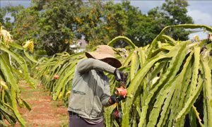 Thanh long ứ đọng khiến nông dân lao đao
