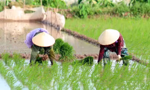 Long An trồng 20.000 ha lúa ứng dụng công nghệ cao 