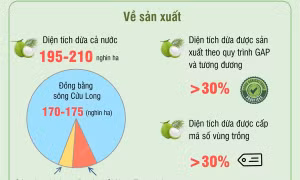 Mục tiêu đến năm 2030, sản lượng dừa đạt 2,1 - 2,3 triệu tấn