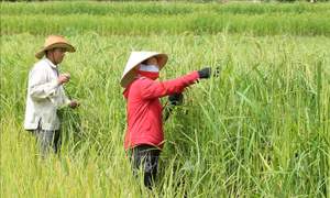 Khai hội 'Hương cốm mùa Thu vàng' thu hút du khách tới cao nguyên Bắc Hà 
