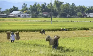 Mùa thu hoạch lúa trên cánh đồng Mường Thanh