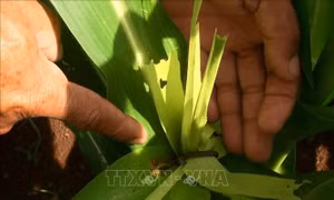 Cảnh báo sâu keo mùa thu gây hại cây ngô trên diện rộng