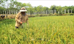 Gia Lai: Ứng dụng nhiều biện pháp phục hồi đất nông nghiệp 