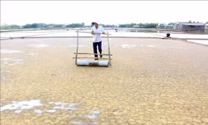 Mưa bất ngờ, diêm dân Bến Tre không kịp trở tay