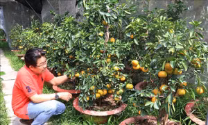 Quýt hồng đặc sản Lai Vung vụ Tết khan hàng, giá cao