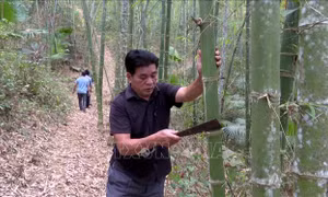 Cây luồng giúp người dân vùng cao tăng thu nhập