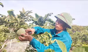 Na Đông Triều được giá