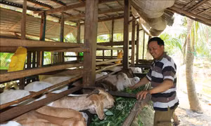 Nông dân vùng biên giới có thêm thu nhập từ nghề nuôi dê thịt