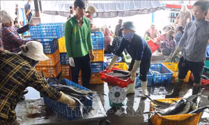 Nhiều tàu nằm bờ vì giá cá ngừ vằn giảm mạnh