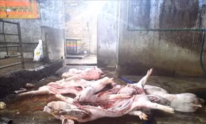 Bắt quả tang cơ sở giết mổ lợn chết mang mầm bệnh dịch tả lợn châu Phi