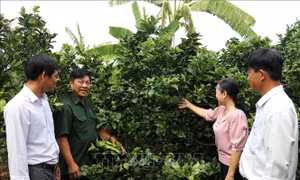 Cựu chiến binh tiên phong trong các phong trào thi đua yêu nước