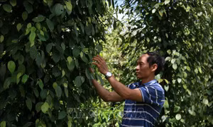 Cơ hội để 'Hồ tiêu Chư Sê' bứt phá
