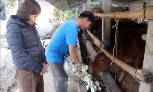 Tuyên Quang chủ động phòng chống đói, rét cho vật nuôi