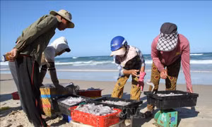 Ngư dân Quảng Trị trúng đậm vụ cá khoai những ngày cuối năm 
