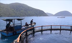 Khánh Hòa: Dự kiến hỗ trợ gần 60 tỷ đồng chuyển đổi lồng bè nuôi biển công nghệ cao