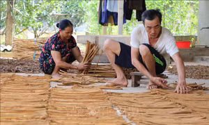 Cấp giấy chứng nhận quyền sử dụng nhãn hiệu cho 3 sản phẩm của huyện Trấn Yên