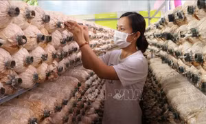 'Đổi đời' từ trồng nấm bào ngư