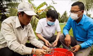 Ứng phó linh hoạt với biến đổi khí hậu, xâm nhập mặn - Bài cuối: Kỳ vọng từ con tôm