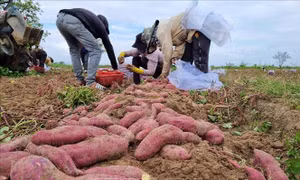 Sùng hại khoai lang lây lan trên diện rộng tại Gia Lai