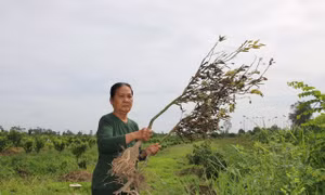 Dịch bệnh khiến quýt hồng ở Đồng Tháp chết hàng loạt